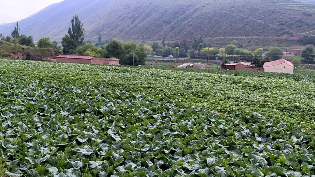 阆仪营高速最新进展与挑战全方位解读