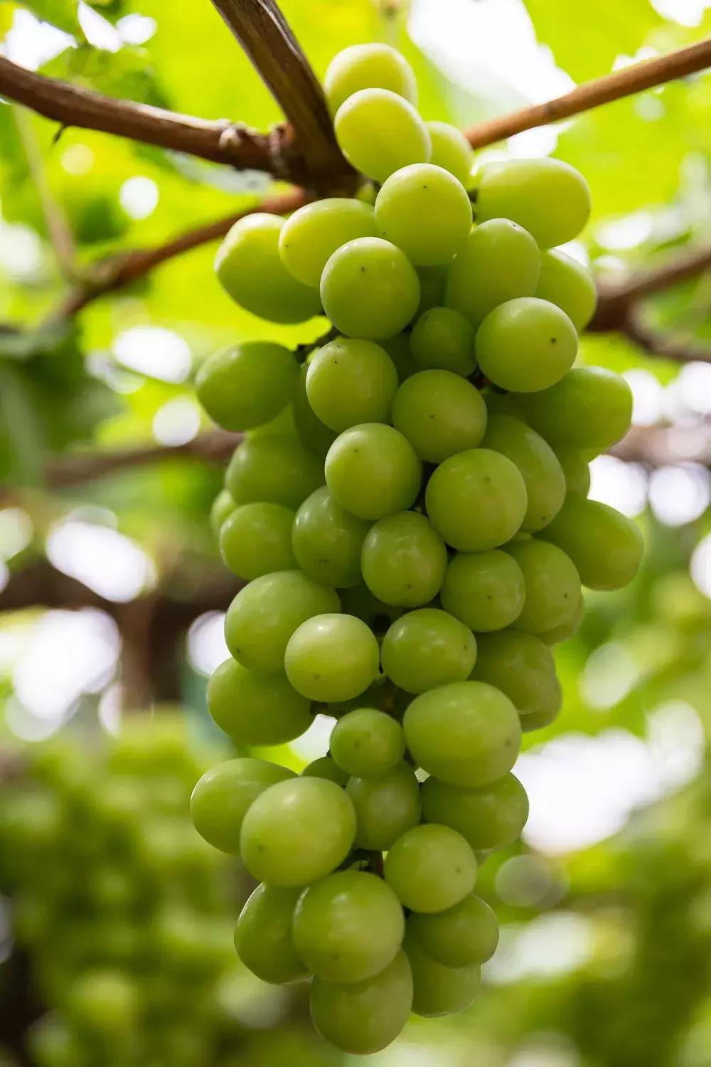 小巷深处的独特风味,最新美图展示特色小店