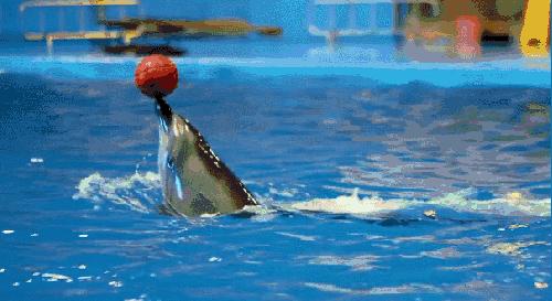 海贼王最新动态,探索海洋世界的全新冒险篇章