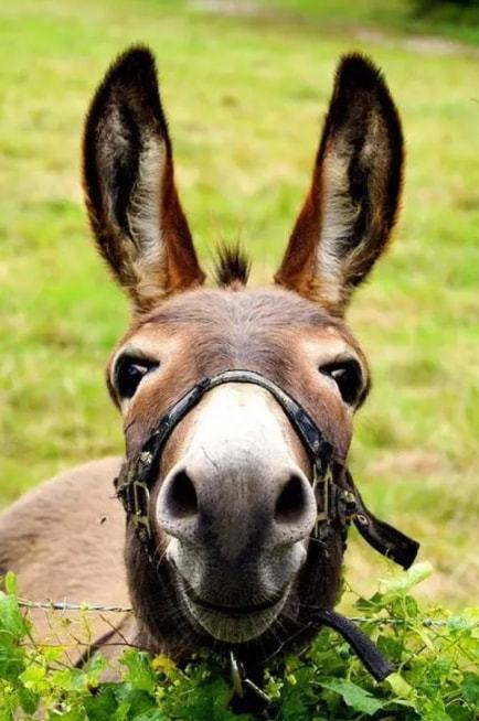 驴最新,时代背景下的印记与事件进展