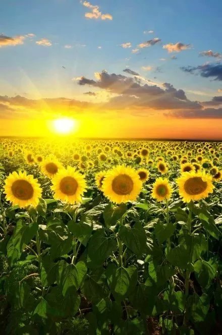 葵最新,学习之光与自信成就的力量