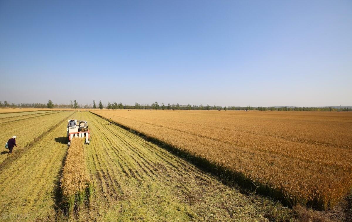 最新水稻价格走势,市场趋势、影响因素与前景展望分析