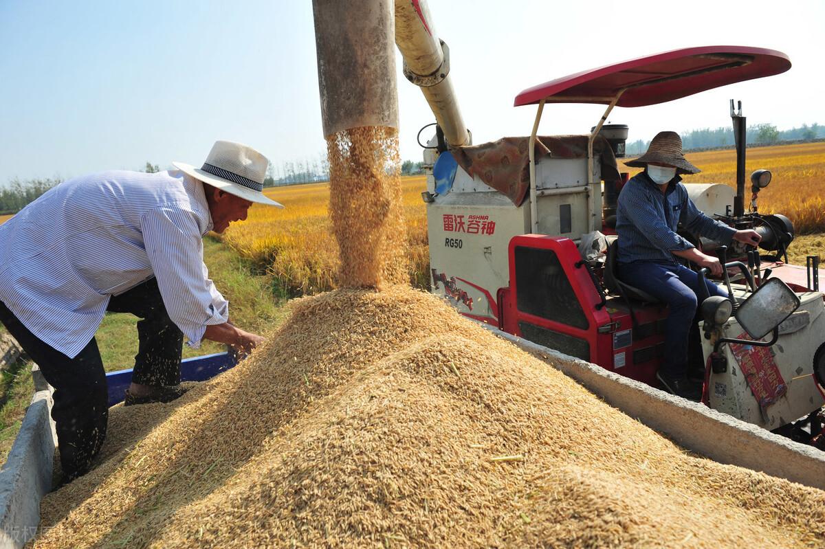 水稻最新价格行情动态更新!