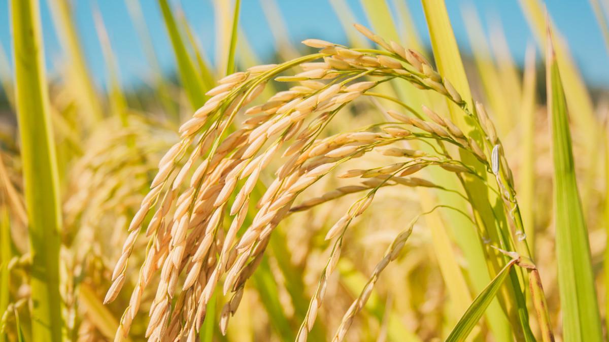 水稻最新价格行情动态更新！