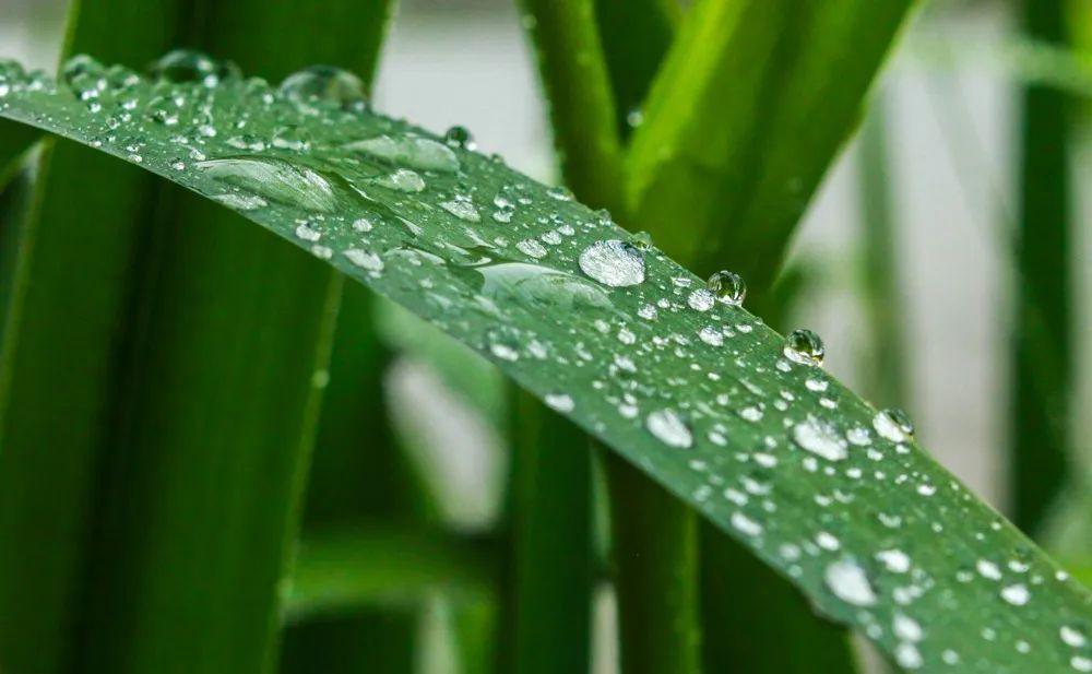 探寻竹笋世界,品味最新鲜自然之美的独特魅力