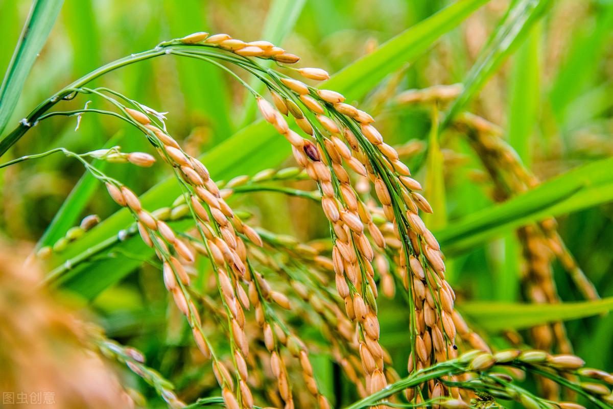 技能学习与实践步骤指南,繁最新版指南