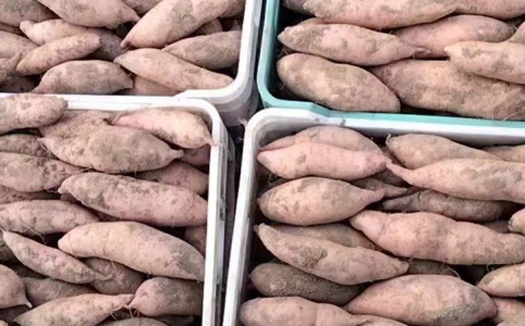 科技赋能下的红薯新纪元，最新红薯价格概览！