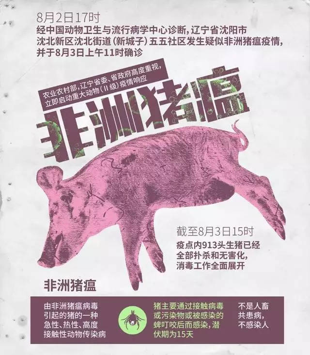 最新非洲猪瘟全面科普与应对策略🌍