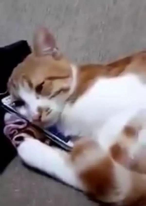 猫咪最新版,温馨日常趣事记录