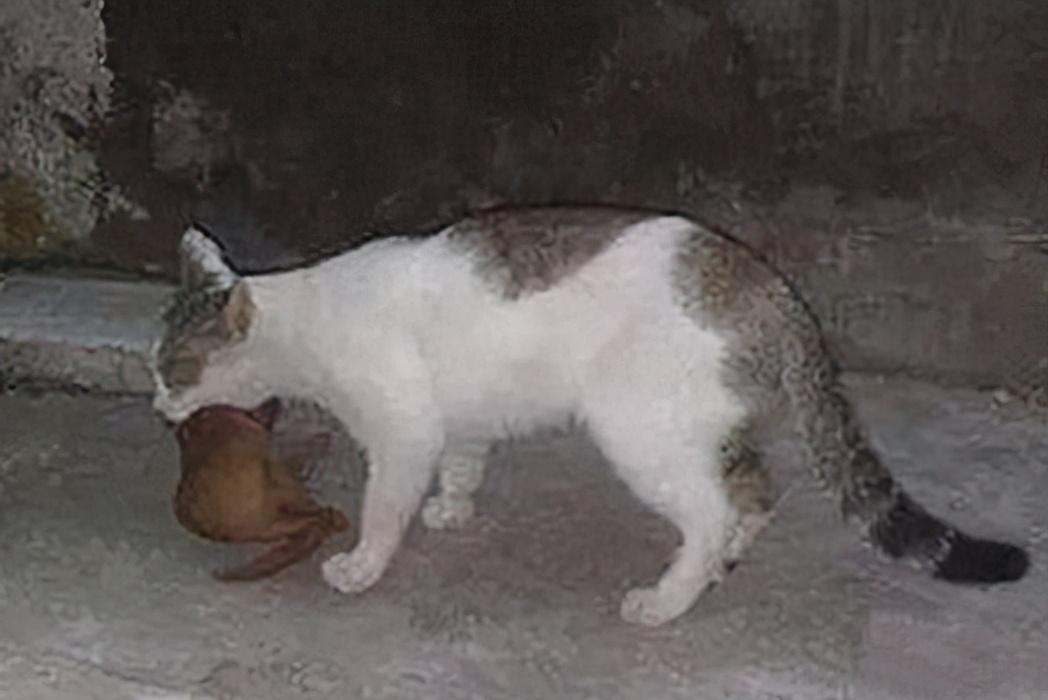 猫咪最新版,温馨日常趣事记录