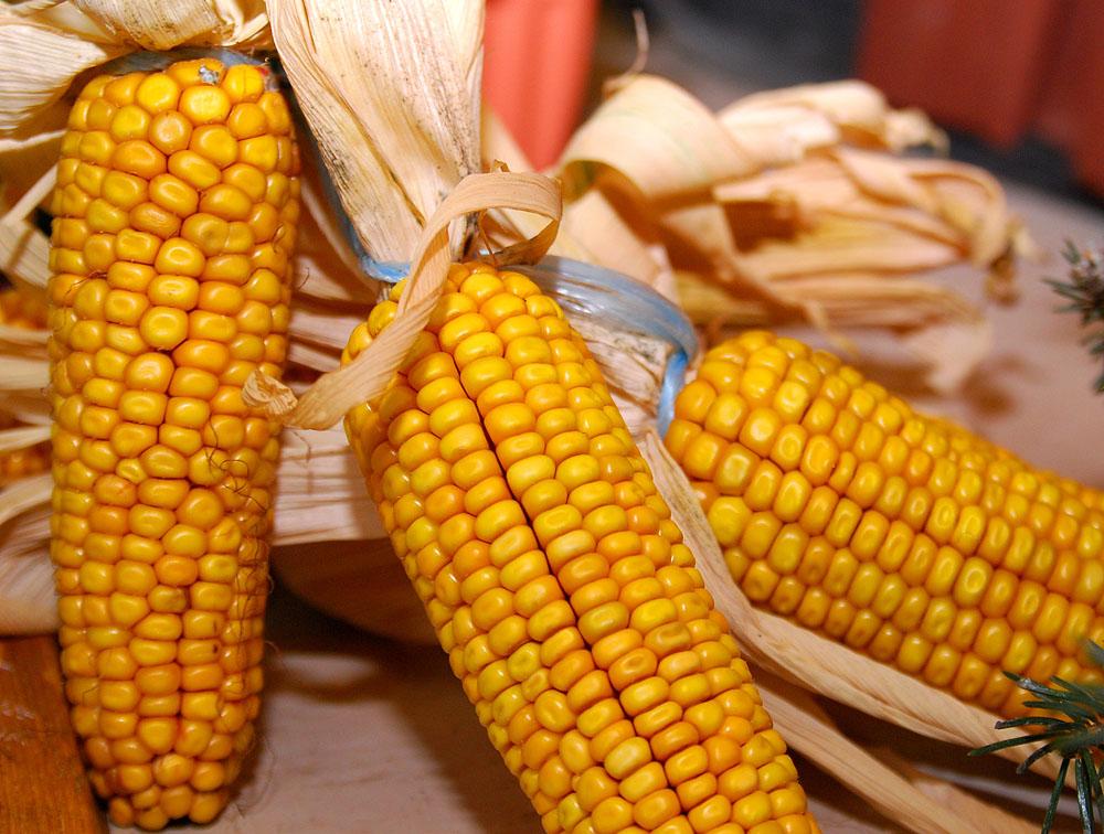 化肥最新价格概览,市场走势、影响因素及科普知识全解析