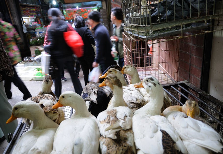 最新禽流感背景下的小巷美食探秘之旅