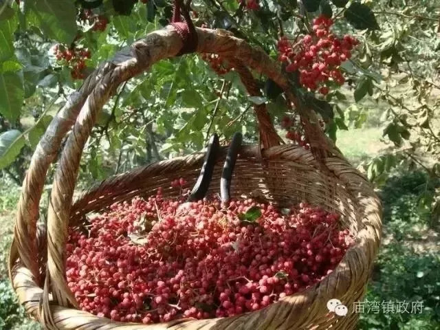 花椒最新价格与寻找内心平静的旅行之旅