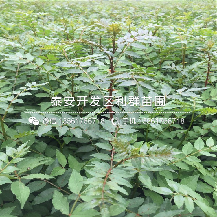 花椒最新价格与寻找内心平静的旅行之旅