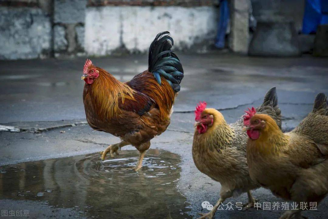 鸡最新疫情