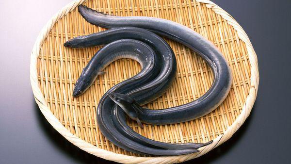 最新黄鳝钩制作指南，从入门到精通的全方位指南