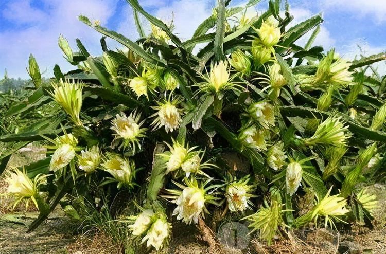 霸王花