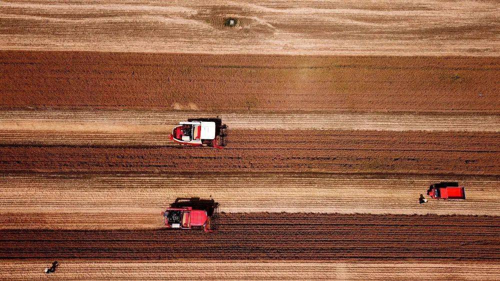 高柏最新比赛视频及观看与技能学习指南