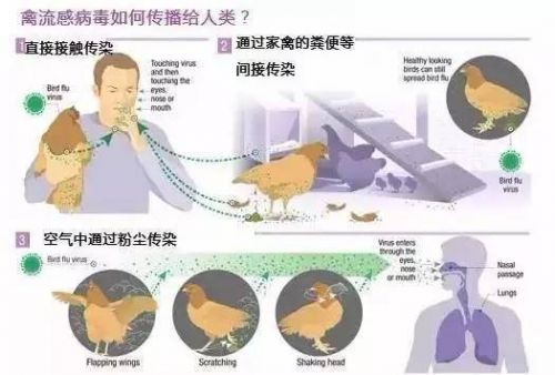 最新禽流感报道2017，全面指南——了解、应对与防护