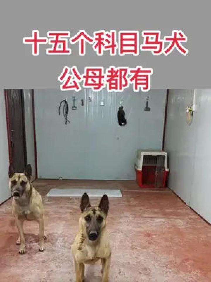 最新马犬，时尚潮流与忠诚伙伴的完美结合