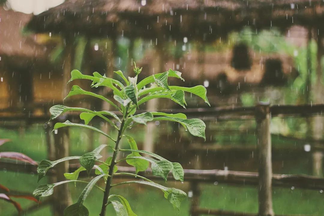 最新灌溉技术，水波轻扬下的绿意盎然之旅