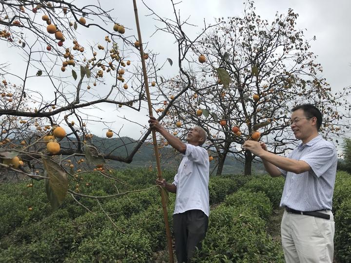 茶园最新规划，缔造自然与人文和谐共生的绿色乐园