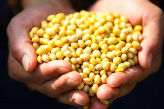 今日大豆最新价格,绿色之旅探寻内心平静之道