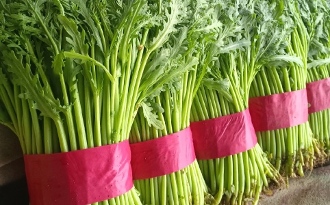 茼蒿价格行情更新,最新市场动态及价格走势分析