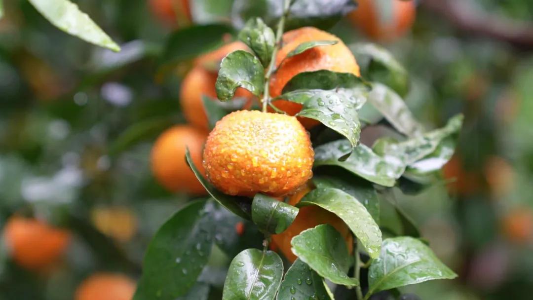 厦门长泰未来城市发展的蓝图最新规划揭秘