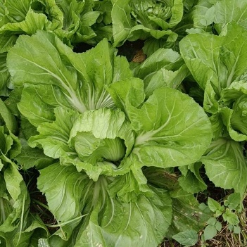 广西芥菜最新价格行情分析，田间到市场的动态趋势