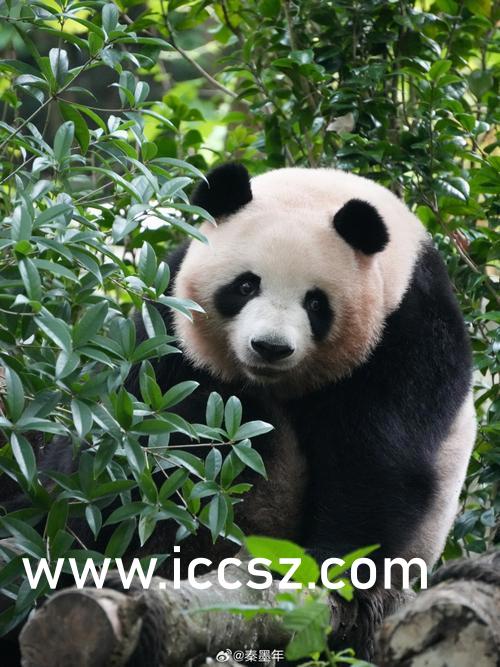 尤美Yumi最新聚焦,三大要点一网打尽