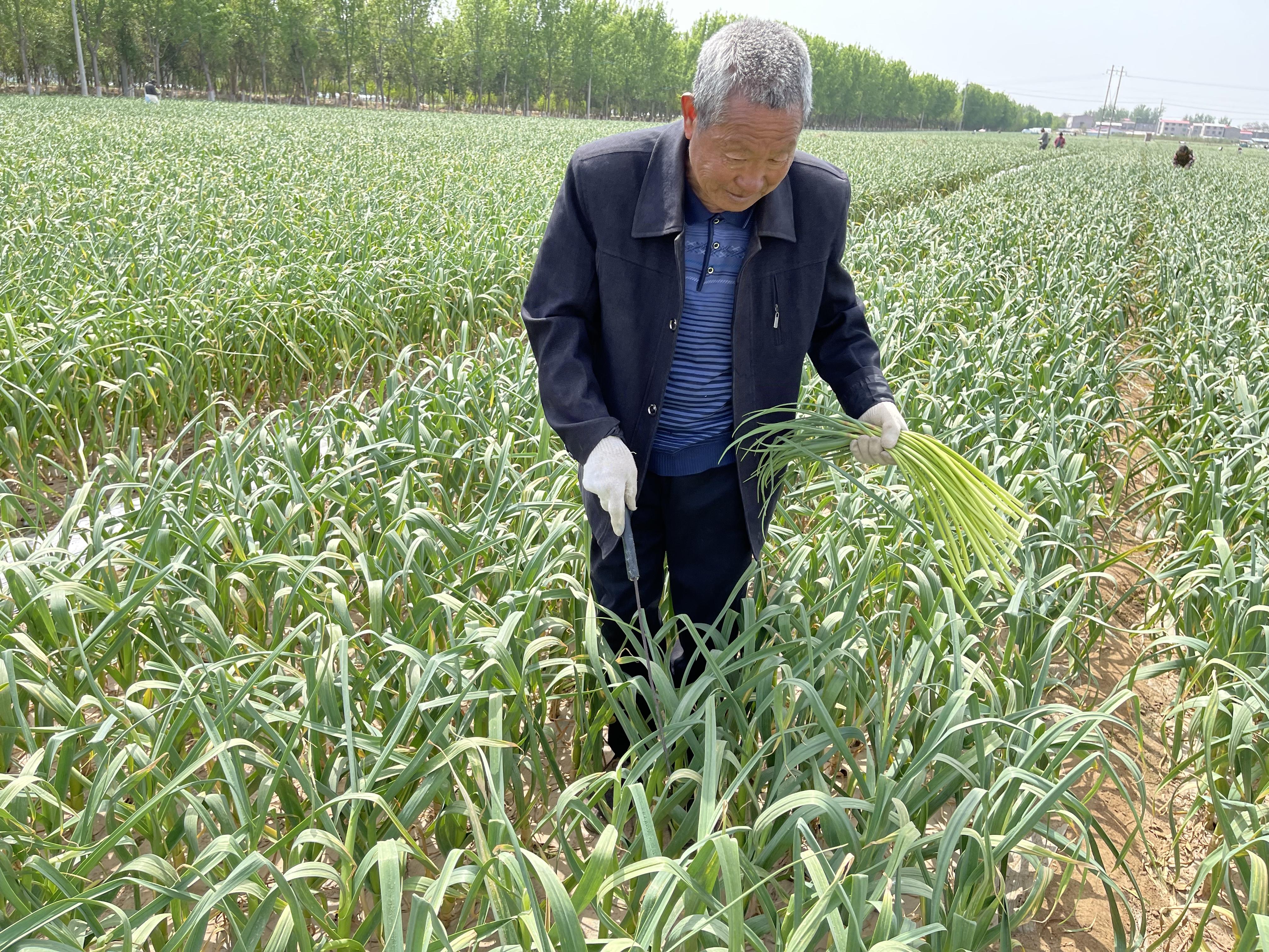 中牟蒜薹最新价格，市场波动中的多元观点探讨