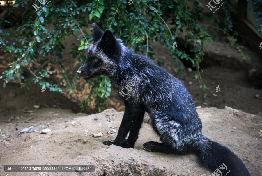 蓝狐最新价格揭秘,小巷中的意外发现