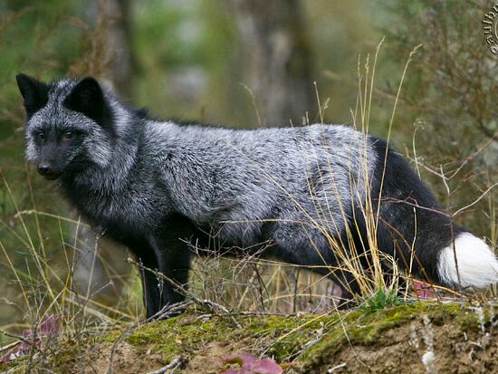 蓝狐最新价格揭秘,小巷中的意外发现