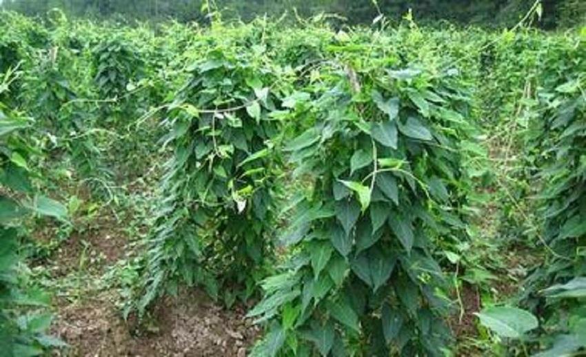 最新管理模式及其学习指南解析
