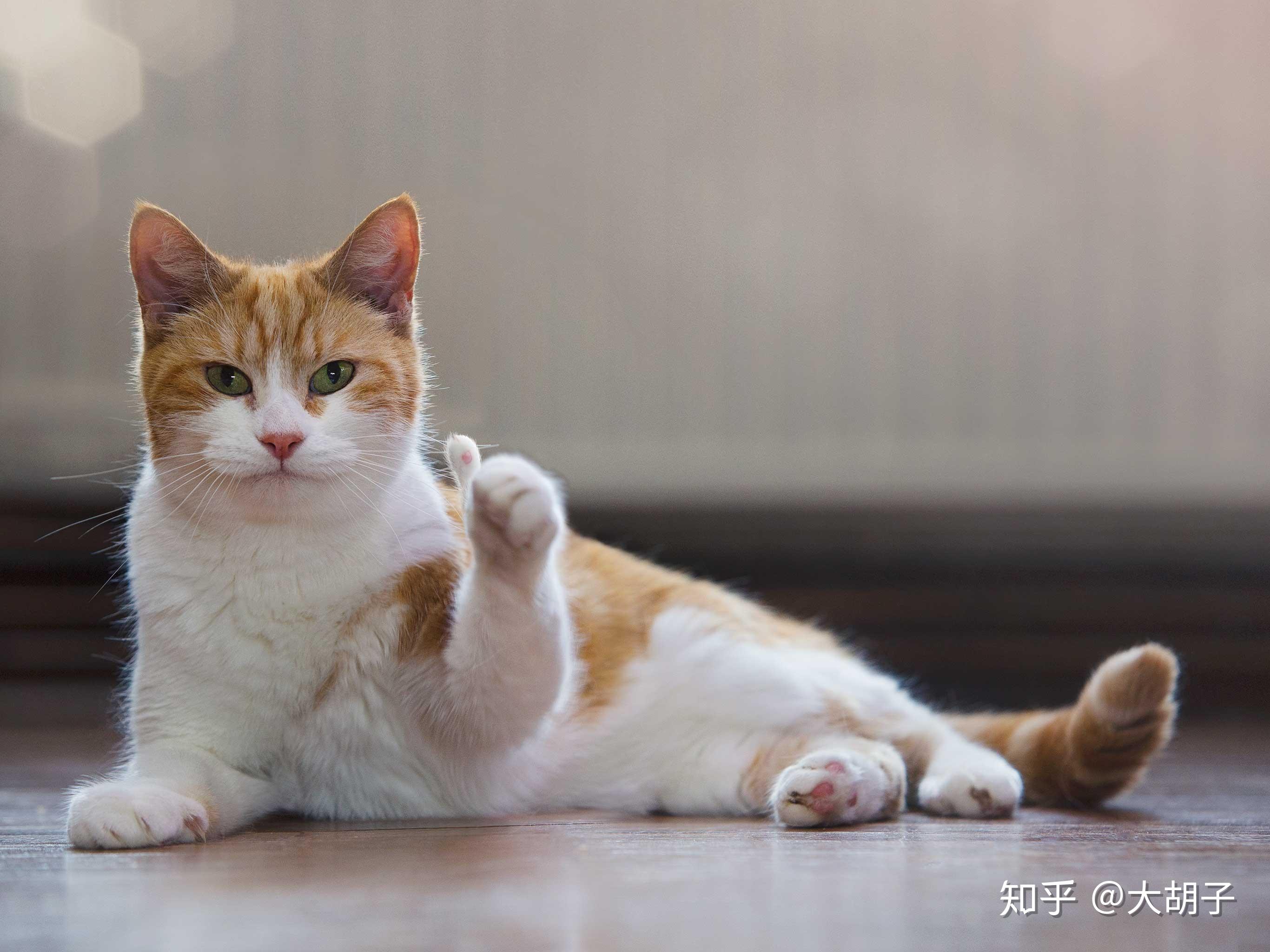 产品介绍与评测