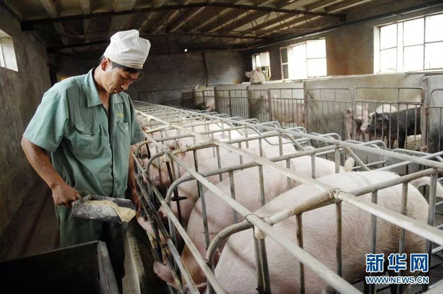 茌平最新猪价揭秘，价格动态一网打尽🐖💰