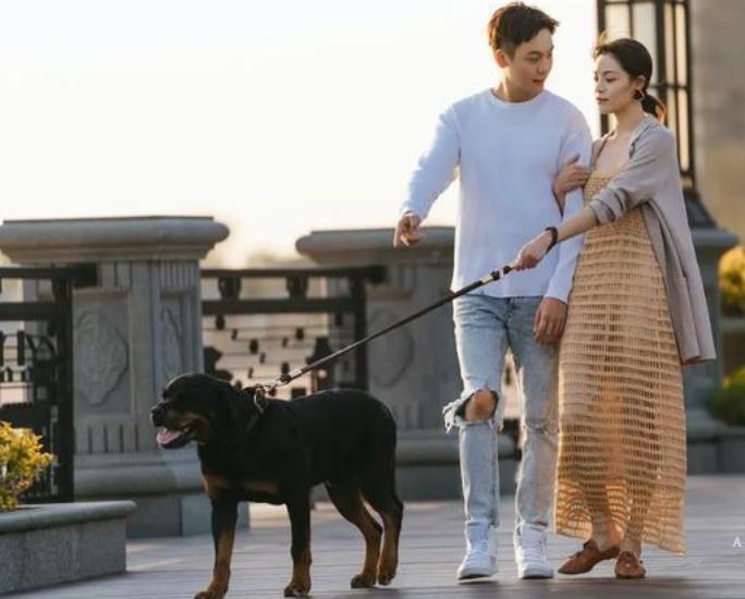 搞笑猫狗最新,搞笑猫狗最新,萌宠界的欢乐源泉