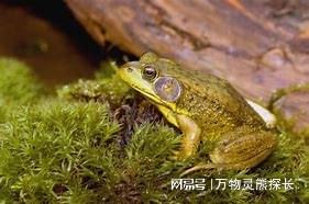 牛蛙最新事件动态更新