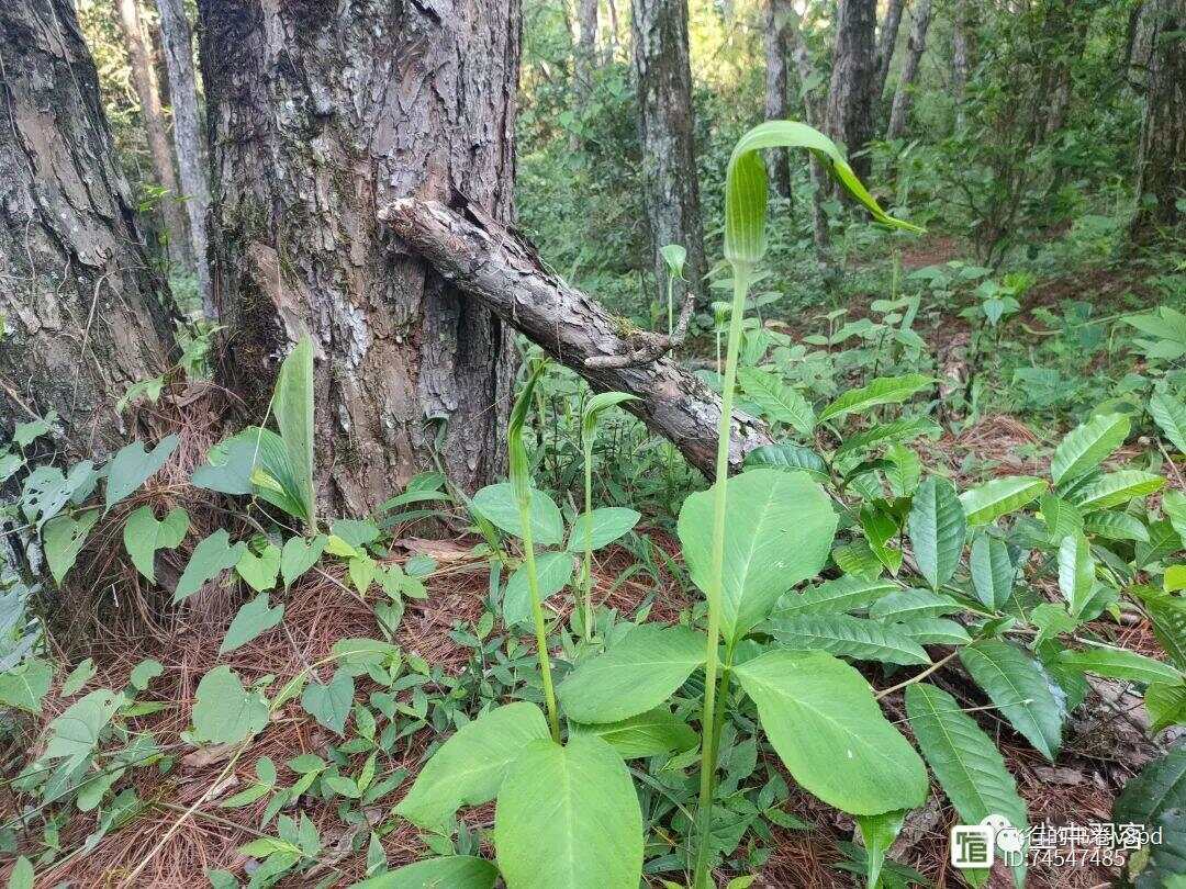 深度探究，南山兵茎的背景、重要事件与地位揭秘