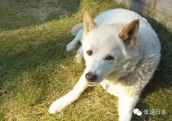 法律与道德双重视角下的偷狗被打事件观察