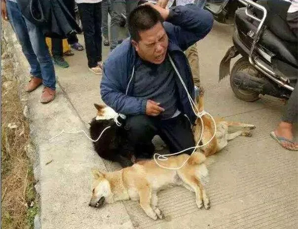 法律与道德双重视角下的偷狗被打事件观察