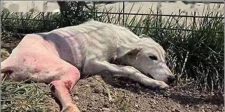 法律与道德双重视角下的偷狗被打事件观察