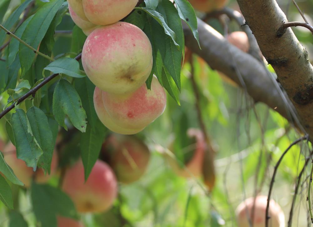 苹果最新产品发布,跃动果实,开启自信成就之旅