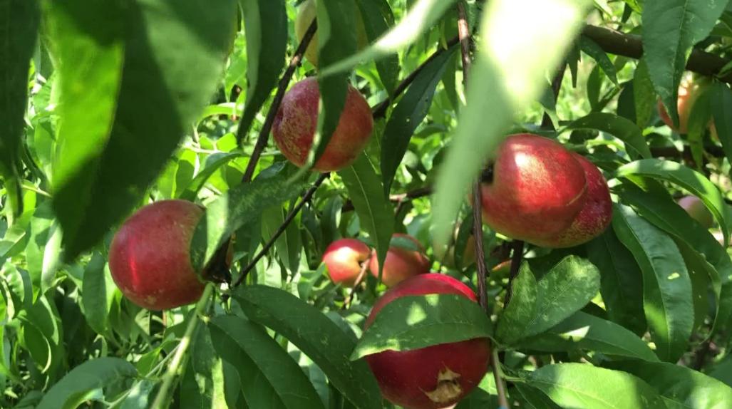 小果工具,科技与时代的融合之旅最新报道