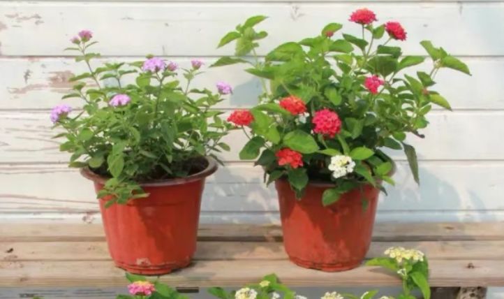 Lutube最新下载,探索视频下载全新体验