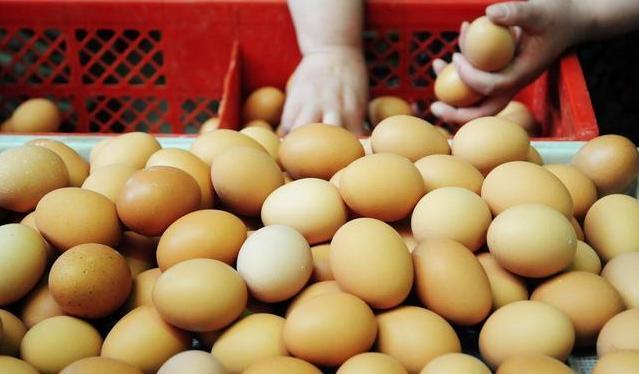 深圳鸡蛋价格行情探秘，巷弄深处的鲜味之旅