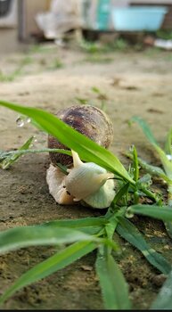 白玉蜗牛行情