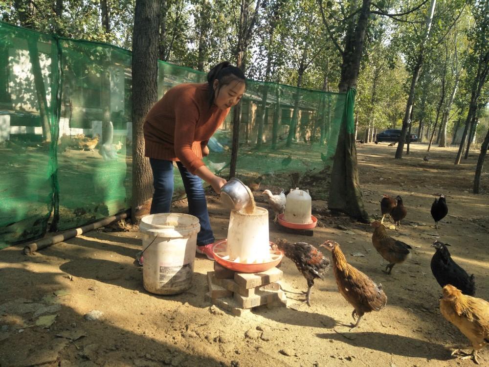 承德新鲜鸡蛋上市，品质、科技与可持续性的三重奏