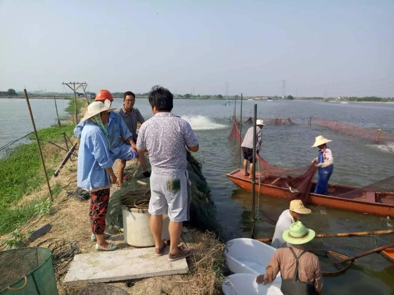 皮毛价格行情深度解析与回顾,市场影响及趋势展望